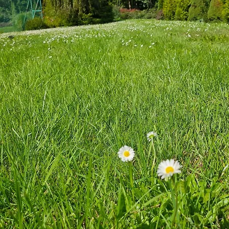 Romana Mazury *